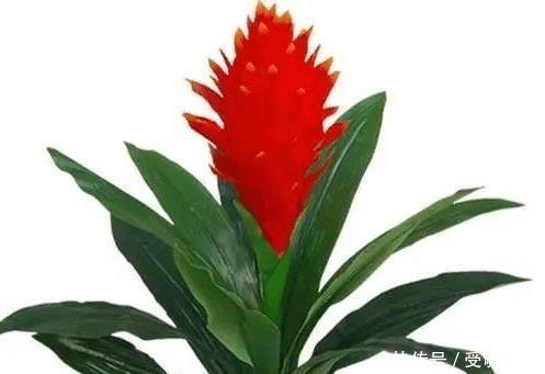 #高贵#八种寓意吉祥的旺财花,好看还好养,喜庆又高贵!