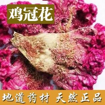  『花语』鸡冠花似火的绽放着，花团锦簇，赋予它“真爱永恒”的花语