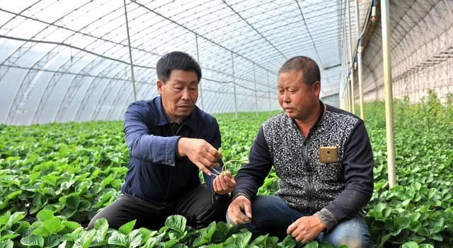  反季节种植■种菜养猪两结合大棚如何设计？