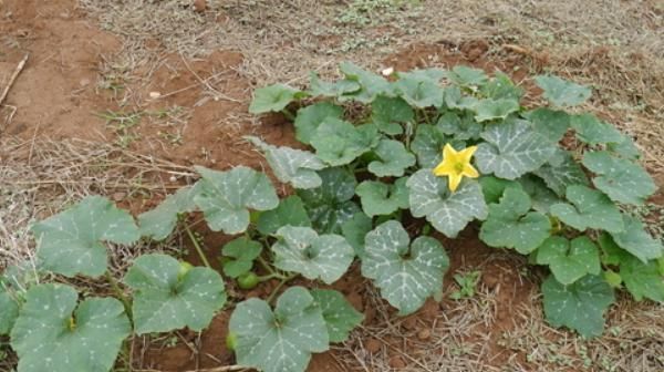  「技巧」南瓜种植技巧多套种不是利润翻倍的关键，新型售卖方式已出