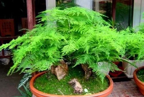  『剪掉』文竹常黄叶？喝点“壮根水”，“小笋芽”嗖嗖冒，起死回生长爆盆