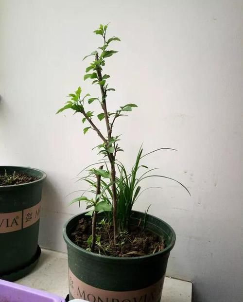 『扦插』3种花别买,别人修剪时捡1根,插盆里当年就开花,爆满阳台!