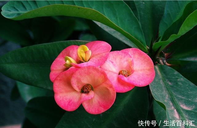 『空气』喜欢夏天在家养花,就养此3种,净化空气味道香,开花量大能爆盆