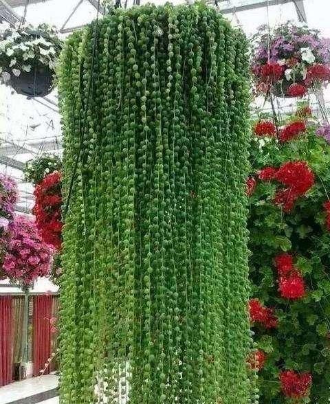 窗帘:她把“情人泪”养成窗帘,注意这3点,一个绿株就爆盆,一根2米长...