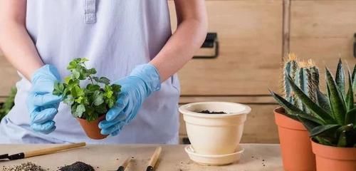  『回家』老园丁告诉我，盆栽植物买回家后，4个步骤处理后可活得更滋润