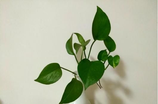  『影响』卫生间养耐阴植物，杀菌去异味，还不影响生长！