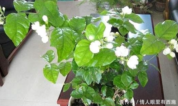 上长■夏天养花,选这四种正合适,越晒越开花,蹭蹭往上长,简直美翻了