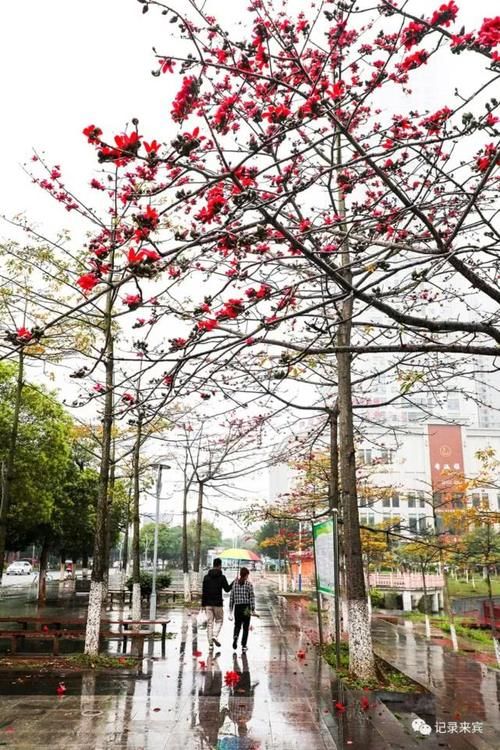  花瓣上的雨■来宾木棉花又开，惊艳了谁的时光？
