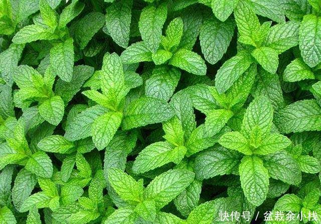 「旺盛」新手都“折腾”不死的3种花,粗养更旺盛,越剪植物越爆盆