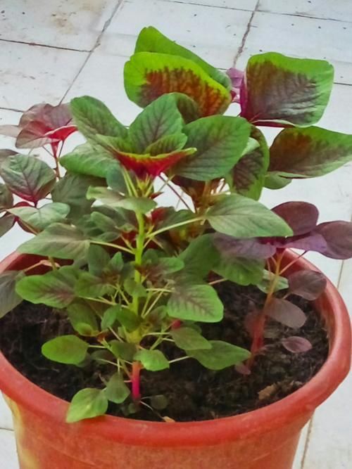  #苋菜#能“抗菌”的2种菜，现在种一盆，30就能收一茬，多吃，身体好