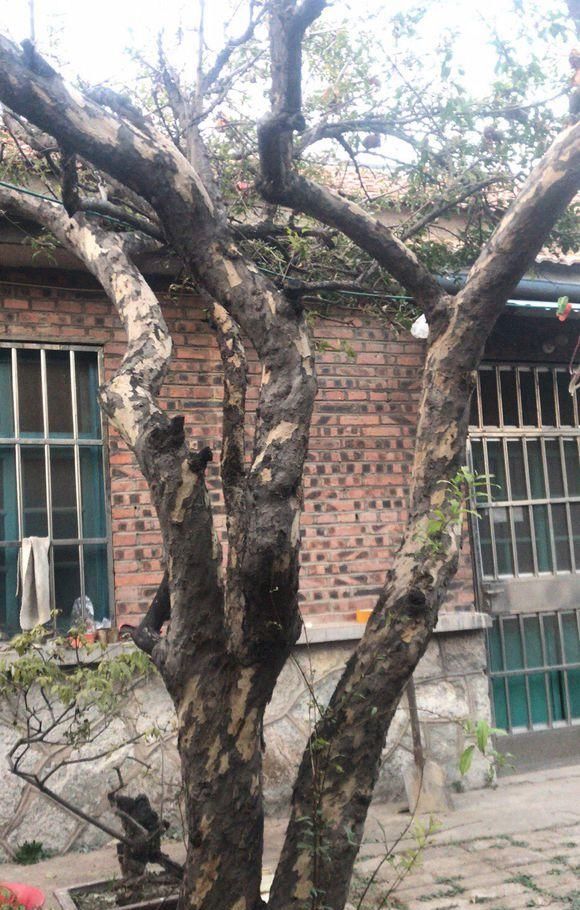  「家门口」门前栽树有门道？这5种树能“镇宅”，这3种不能栽，