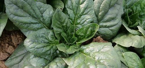  【通菠菜】农民种植这个青菜，可以带根吃，需求量大，你一定也吃过