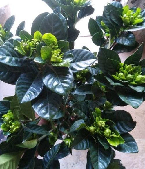  保障■北方养栀子花，需要多花心思，满足“2个度”，保障顺利开花