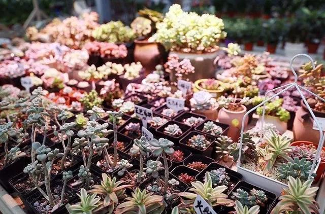  『花鸟市场』述评｜全力以“复”促进消费