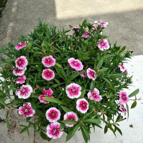  「花芽分化」石竹花养护技巧，放在阳台上，花芽分化极强，开满盆很轻松