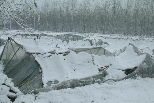 降雪要覆盖北方11省?“这么大的雪，菜农这两天肯定更忙了。