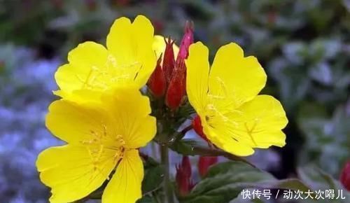 室内|这些特耐旱的盆栽植物,养室内干旱几周都不会挂