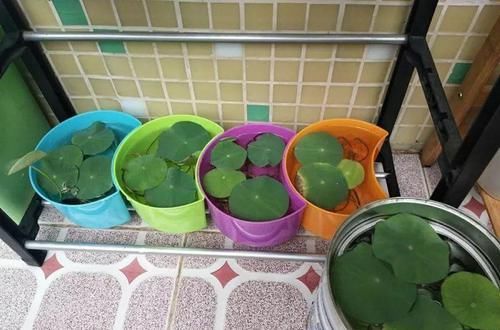 #花盆#开败的百合这样一处理,能长一缸的小球,花盆都不够用!