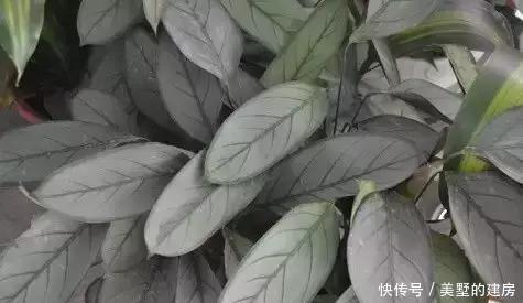 『心叶蔓绿绒』2种花超耐阴,一点散光就爆盆,北阳台也能养得美!