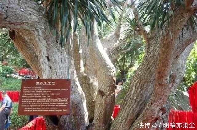  「银杏树」这十大长寿树王：棵棵大有来头，第一名比中国历史还