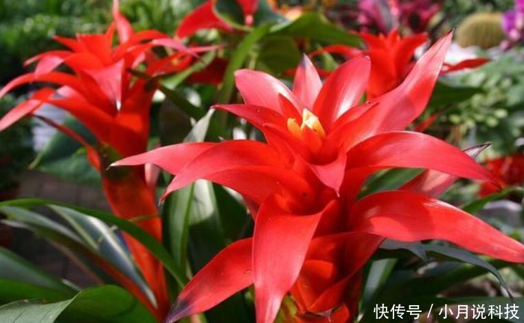  『适合』“3种花”最适合养客厅，镇宅、聚财又养人，大家都抢着买！
