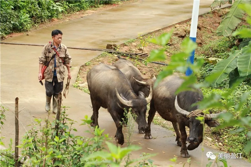 德宏盈江有个＂云端上的寨子＂