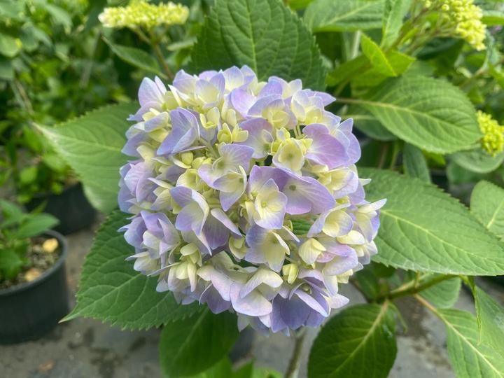  「圆锥绣球」月季之后，夏天最大的花开了，它就是绣球花，今天“绣球王子”教你养花宝典