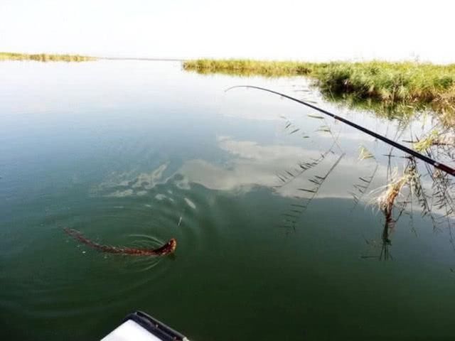  贪婪@新疆钓狗鱼，生性粗暴贪婪，一天可以吃掉和自己体重相当的