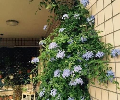  『蓝雪花』这种花，号称“开花机器”，一开就停不下来，蹭蹭开成一面花墙！