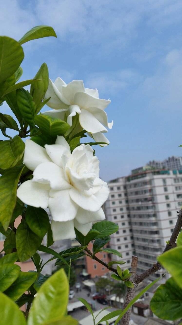  「栀子花」刚买回家的花，掉花苞，黄叶子，修剪一下还能活