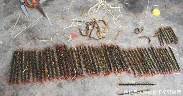  【收购】过去一抓就是几十条，有人挨家挨户上门收购，如今靠养