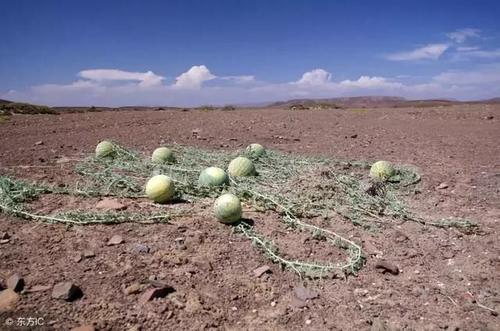 到了沙漠之后看到西瓜要摘下来解渴，导游看到却说要放下