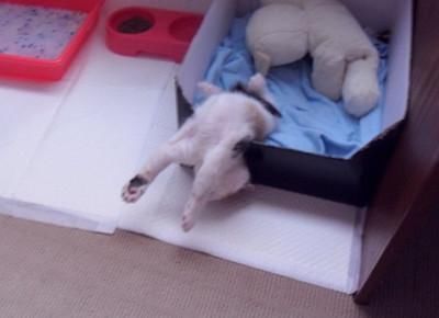  【睡姿】本以为只有小奶猫的睡姿怪，没想到大猫的睡姿更奇怪