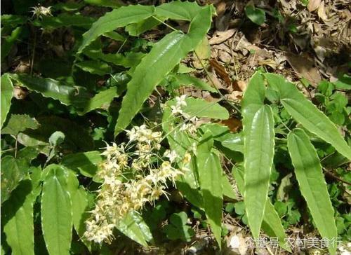 农村这野草人称“千两金”药用价值高，如今市面上一斤150元