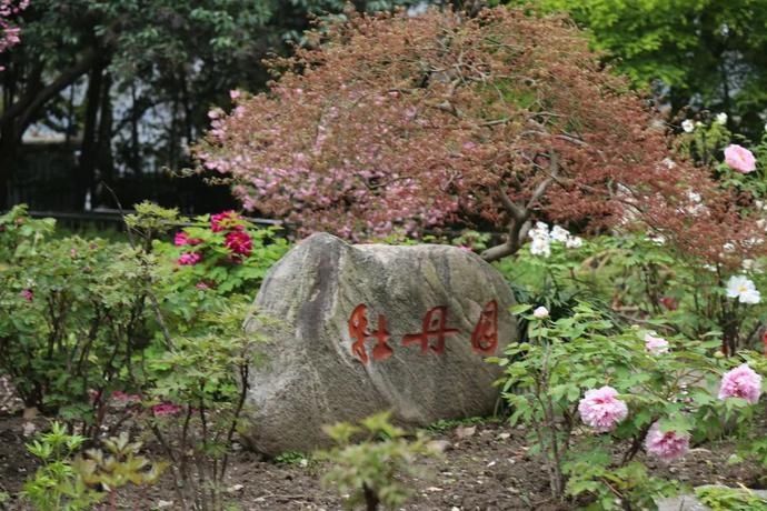  「法华镇」徐汇赏牡丹打卡圣地，惊艳你的朋友圈！！