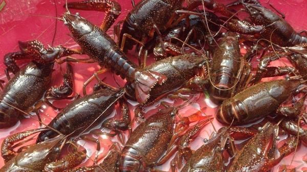  「大棚」小龙虾可以大棚养殖吗？小龙虾大棚养殖技术