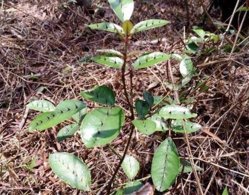  「盆栽」叶片有刺的“野草”，被称为“两面针”，植株顽强，能挖来当盆栽