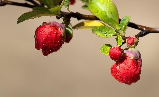 「贴梗海棠」这9种花原来可以吃?仙人掌可以吃,芦荟可以 “炒”?