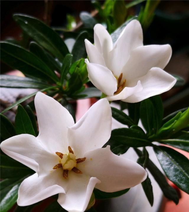 栀子花|栀子花养护技巧,学会这三招,轻轻松松爆满盆