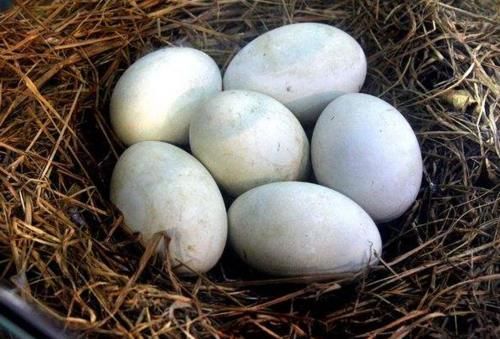  【养鹅】明明有很多养鹅的，为啥却很少见到有卖鹅蛋的？鹅下的蛋都去哪了