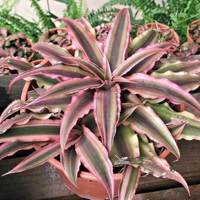  『特别』朋友到花市买这8种盆栽植物，长得特别旺盛，比养绿萝还简单