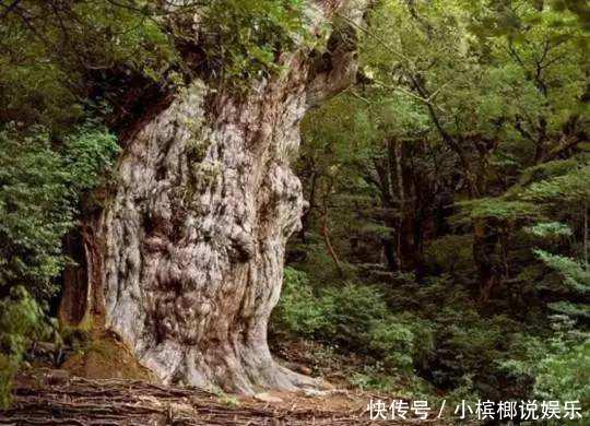 世界寿命最长十棵树：四棵在中国，近3000年历史，土豪也买不起