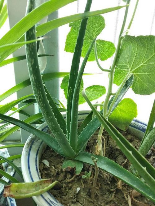 #新居#装修新居有甲醛?摆放几盆绿植,来个“花”样杀毒!安全住新房