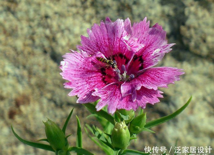 石竹花:花卉种植技术:山竹花和石竹花的区别,山竹花应该怎样种植!