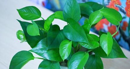  适合@4种好养的懒人花，适合新房和新手，净化空气，四季常绿还旺宅