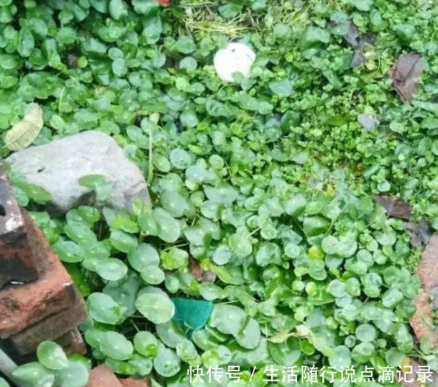 『随便』家里2种花,不要随便养,都是“入侵草”,一旦落地,没地方插脚