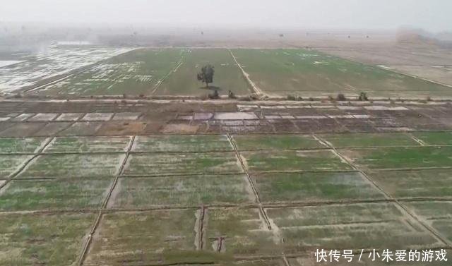 “一带一路”沿线，非洲哥们儿种上了中国大米