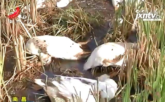  #下田#蹊跷！养鸭大户赶鸭下田，刚下去500多只鸭，竟一下子全死