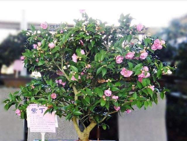  「种植」丁香盆景怎么养，有什么好处？开满花真好看