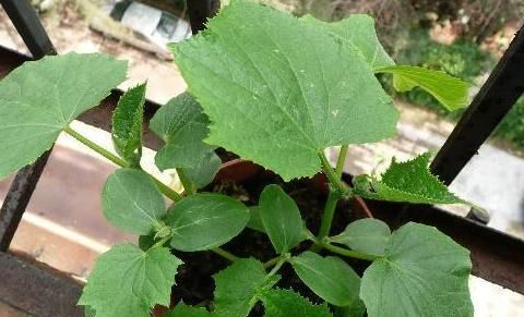  『种子』别人养花我种菜,4种菜种阳台,随吃随摘,绿色方便又漂亮!